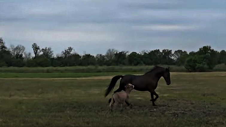 Horses observing donkey