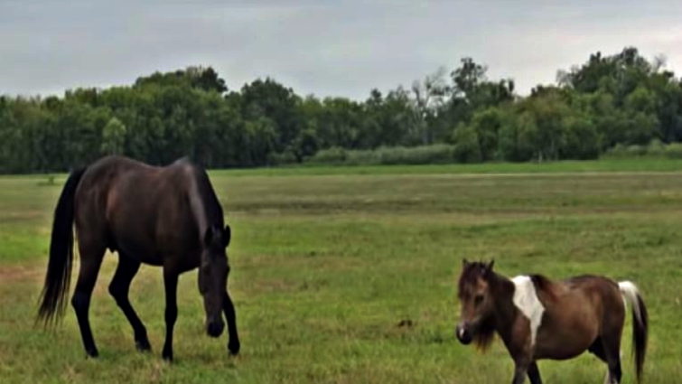Donkey and horses
