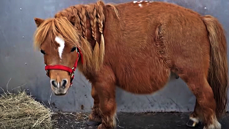 Tiny Munchie the smallest pony