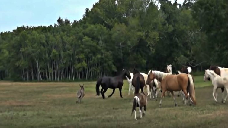 Donkey socializing with horses