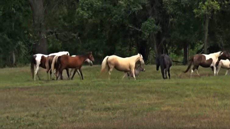 Horses cautious of donkey