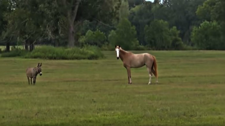 Donkey playing with horses