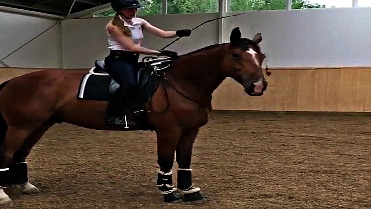 Horse motivation training with carrot