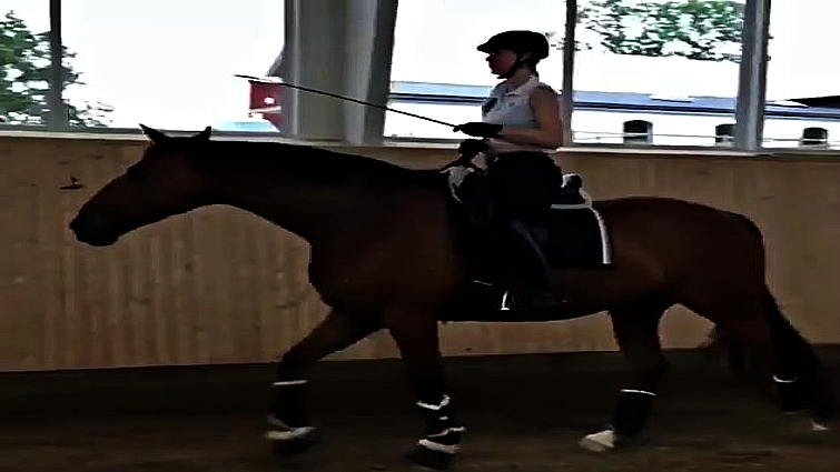 Positive reinforcement horse training
