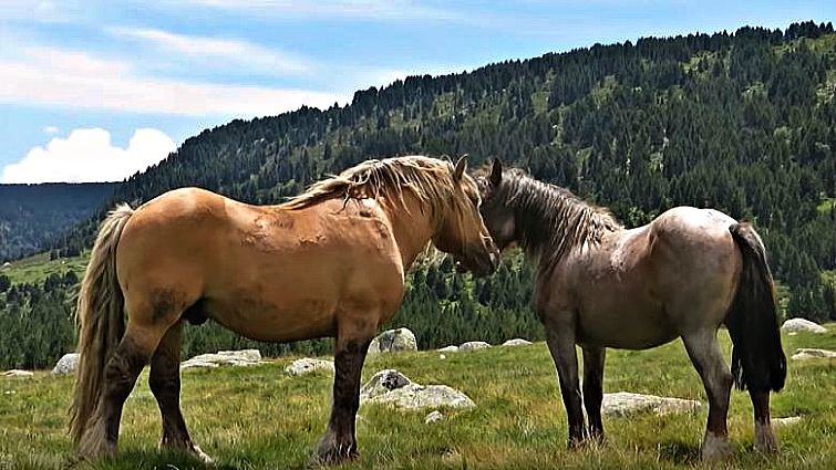 Pyrenean stallion in mountain landscape