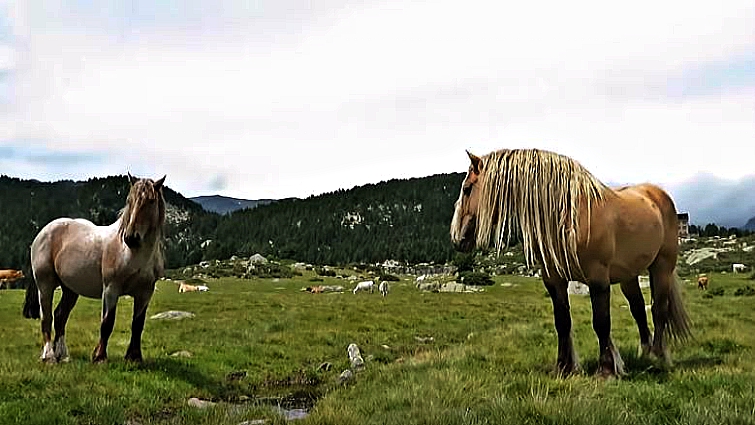 Two Pyrenean draft horses together