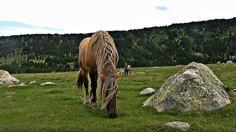 Close-up of majestic Pyrenean stallion