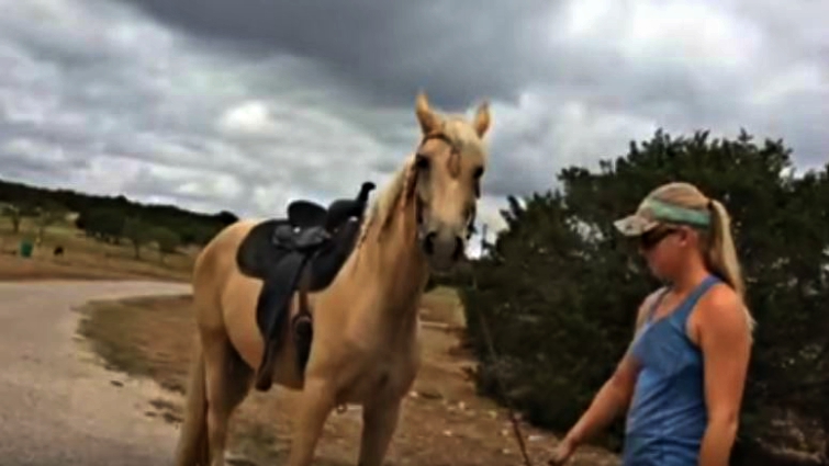 Horse meets tortoise for the first time
