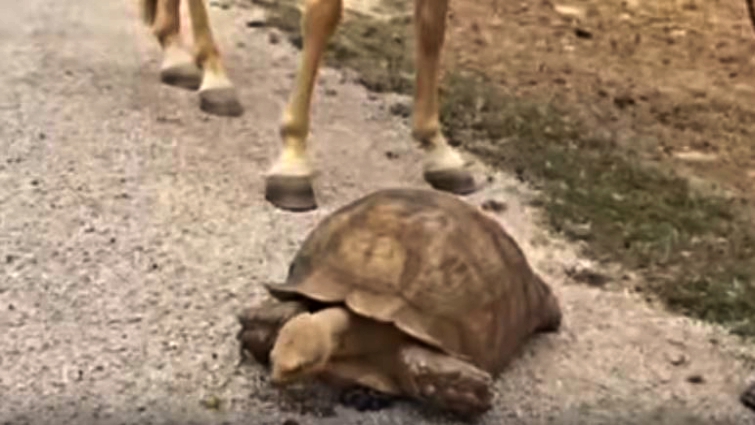 Sunny the horse curious about tortoise
