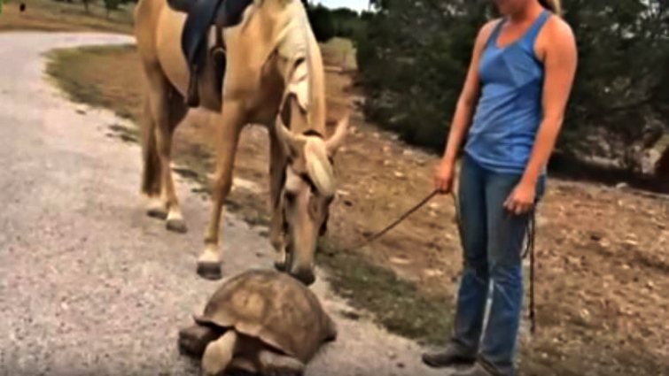 Horse and tortoise bonding