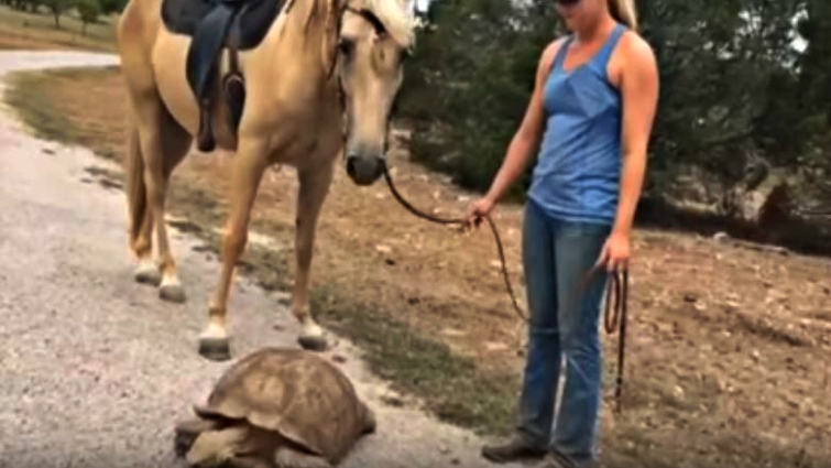 Horse and tortoise enjoying time together