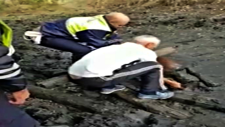 Foal rescue operation