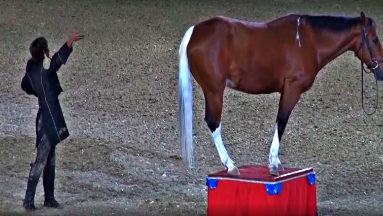 Tommie Turvey and Pokerjoe bond