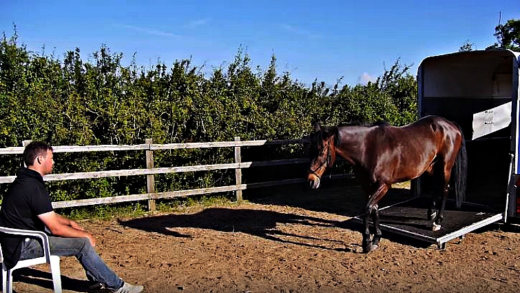 Horse whisperer training traffic-phobic horse