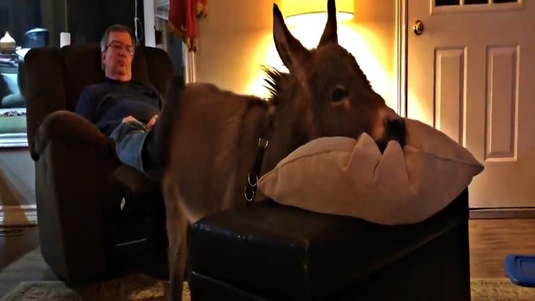 Mini donkey Tim