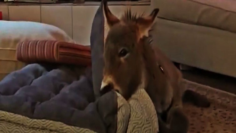 Tim the miniature donkey
