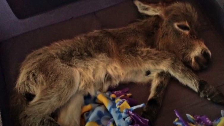Tiny miniature donkey Tim