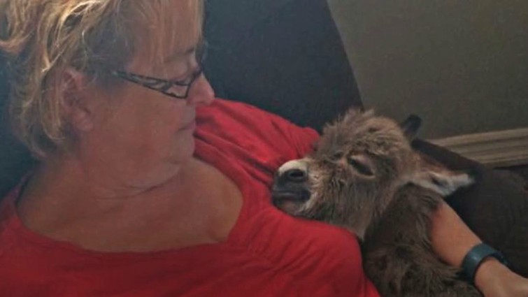Adorable miniature donkey