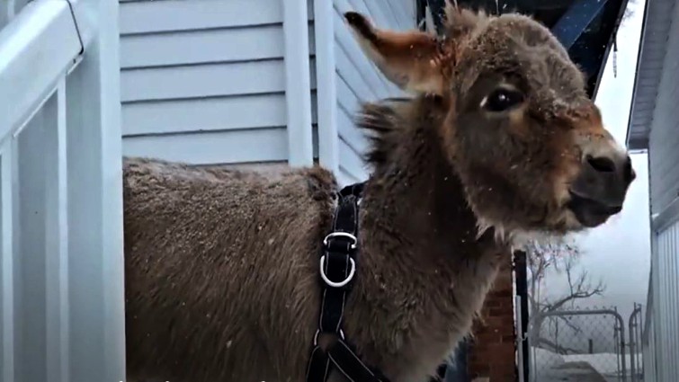 Mini donkey Tim thriving