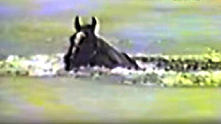 Pregnant mare trapped under ice