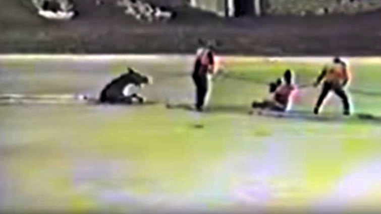 Rescue team working to save the mare