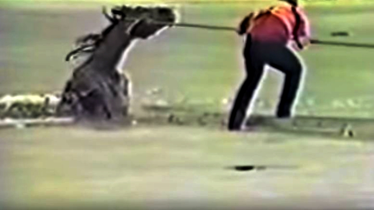 The rescued mare after being saved