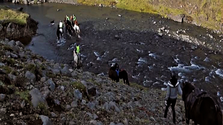 Icelandic horse in mountain landscape