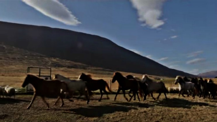 Horses running free in Icelandic mountains