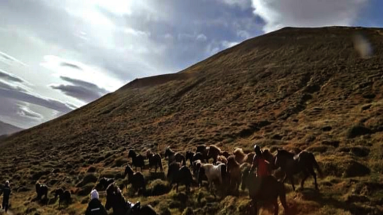 Group of Icelandic horses galloping