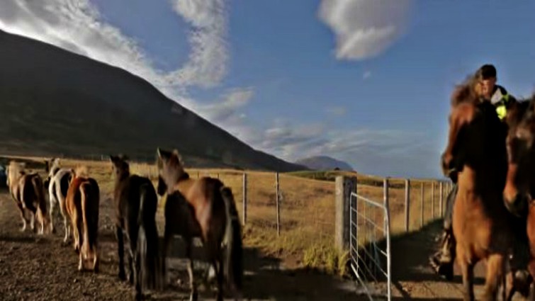 Farmers herding horses during göngur tradition