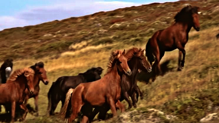 Close-up of Icelandic horse portrait