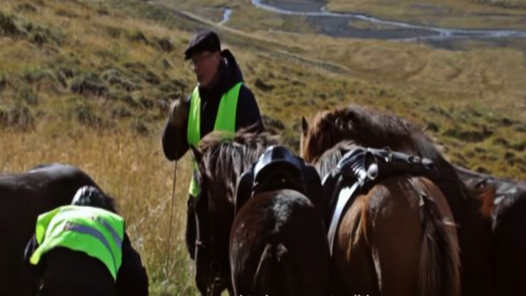 Successful horse herding in Iceland