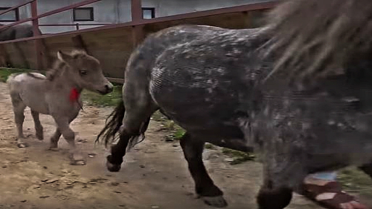 Gulliver the tiny American miniature horse