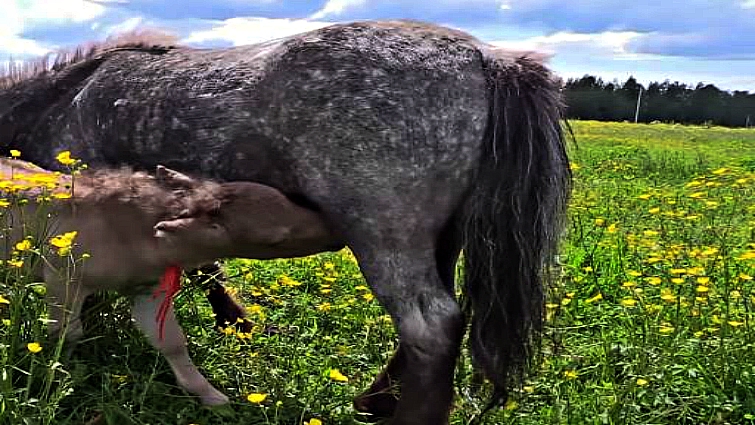 Adorable Gulliver miniature horse foal