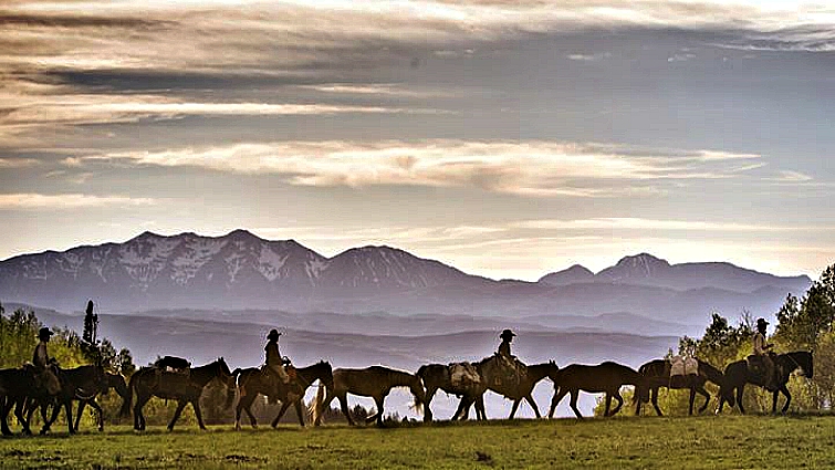 Wild mustangs on the trail