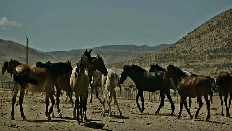 Cowboys riding wild mustangs across America