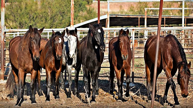 Riders and wild mustangs bonding on their journey