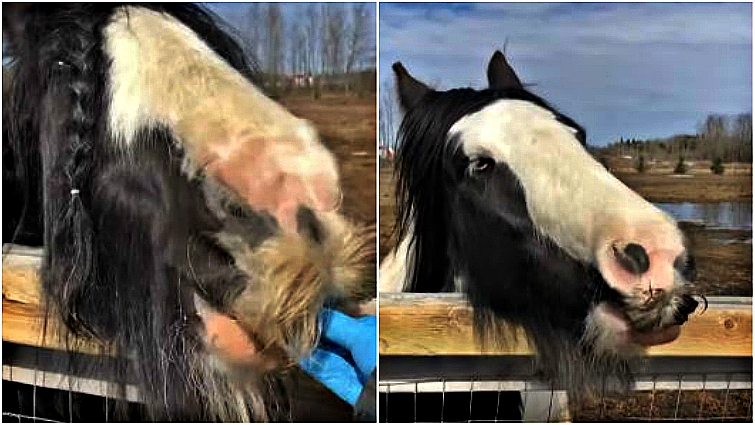 Bearded gypsy cob enjoying watermelon
