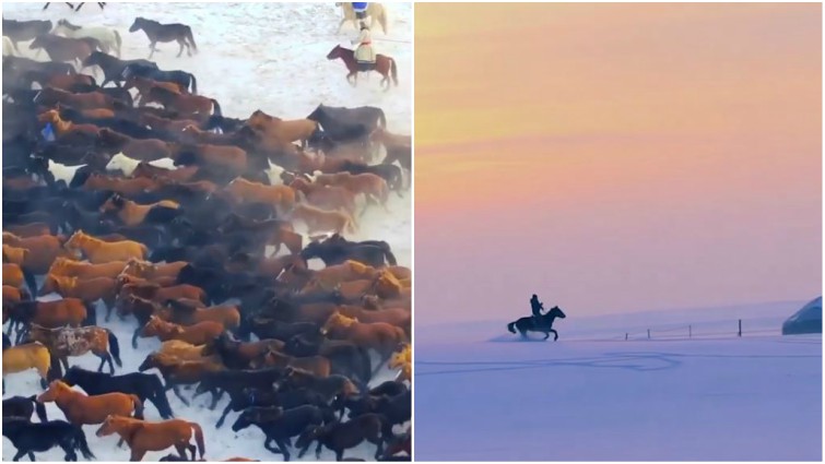 Majestic horses galloping freely