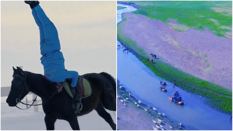 Horses running across beautiful fields