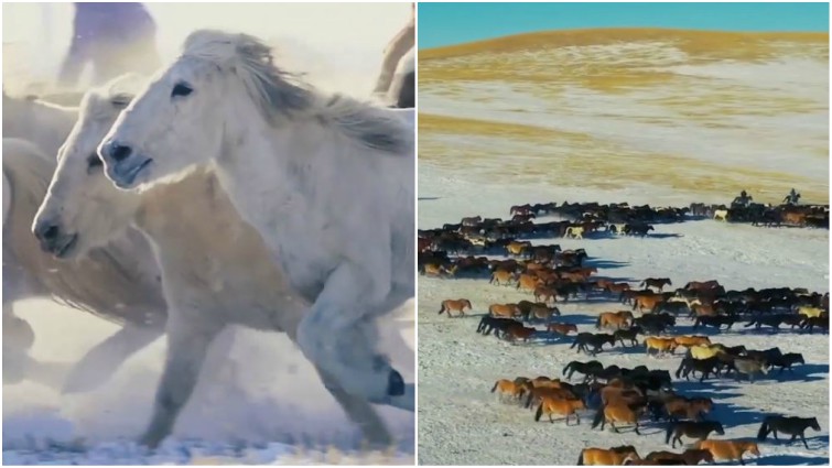 Proud horses running in nature