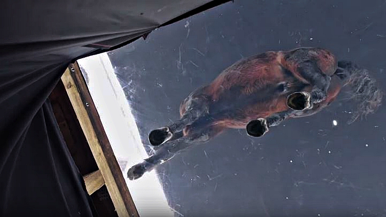 Horse photography from below glass