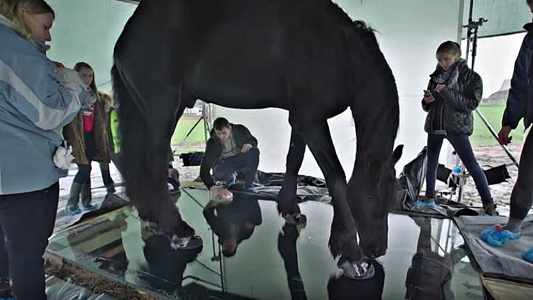 Unique horse perspective photography