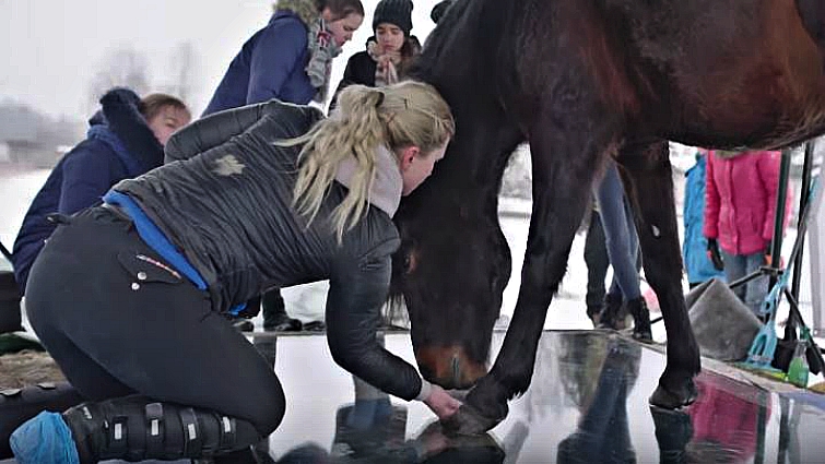 Innovative equestrian photography art