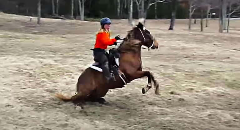 Horse spooked by white donkey