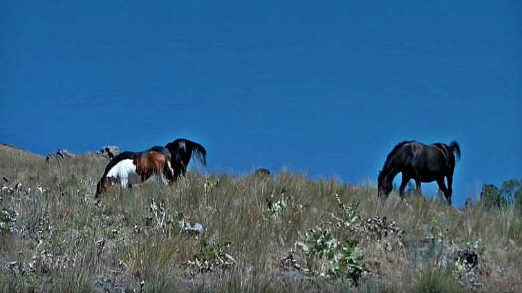 Flathead Lake wild horses running