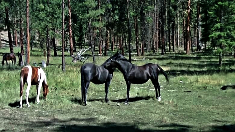 Wild horses grazing on island