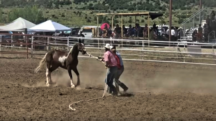 Wild horse racing in New Mexico