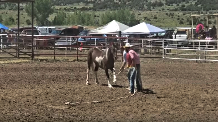 Cowboys controlling wild horse during race