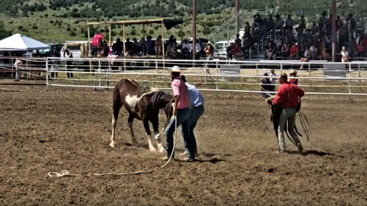 Horse and riders during wild horse race